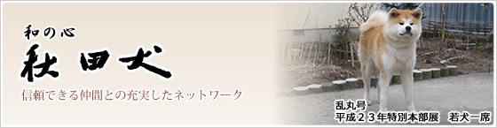 秋田犬