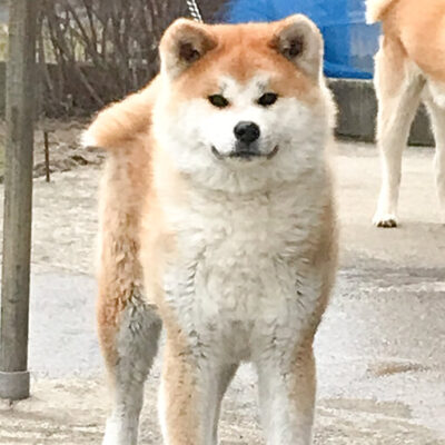 身代わり毛玉幻獣 張り子犬 銀鈴 ginren-ai-400x400.jpg