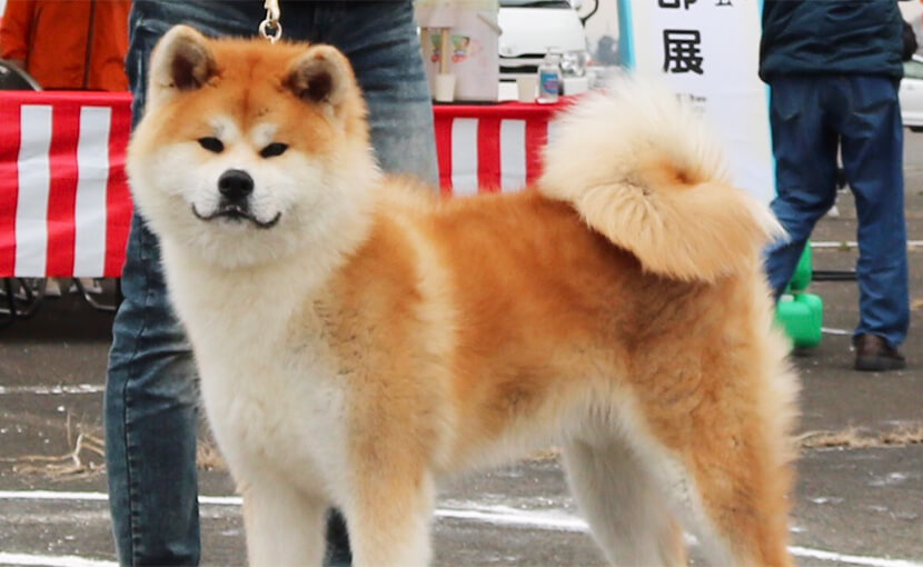 身代わり毛玉幻獣 張り子犬 銀鈴 Amazon.co.jp: 京都 高橋毅孖 ぎをん 犬 土鈴/Vintage folk toys