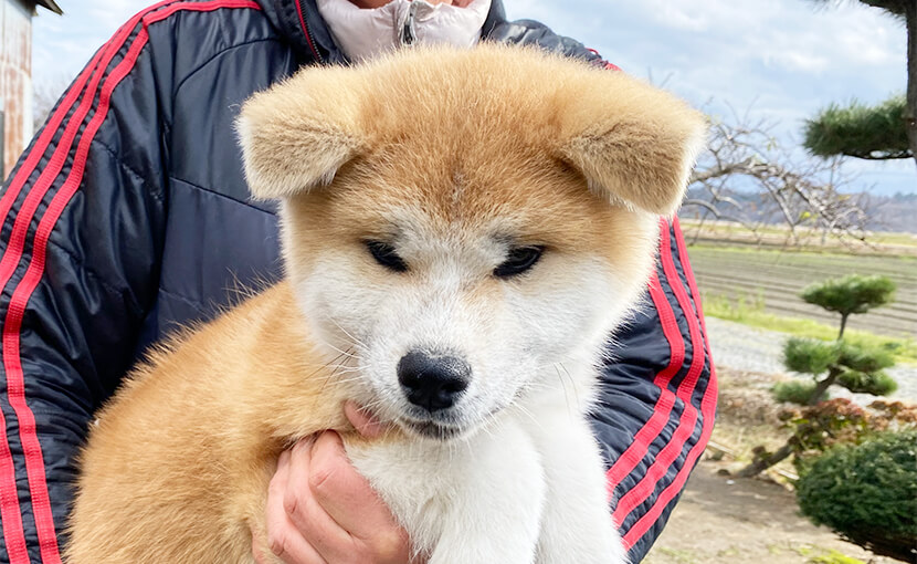 飼い主様決まりました】秋田犬子犬 銀龍 - 秋田犬犬舎｜仔犬情報・出産